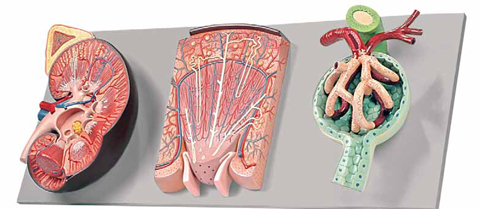 Kidney Section with Renal Nephron and Renal Corpuscle